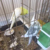 عروس هلندی معاوضه با سهره یا قناری