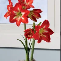 گل آماریلیس بسیار زیبا