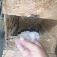 جوجه طوطی گرینچک