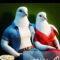کبوتر عکس کفتر