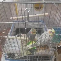 یه جفت عروس هلندی به همراه جوجه|پرنده|همدان, |دیوار