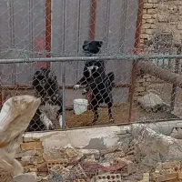 لاس مشتی|سگ|برخوار, |دیوار