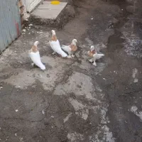 کبوتر|پرنده|قم, پردیسان|دیوار