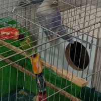 طوطی برزیلی