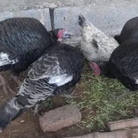 با سلام و عرض ادب چهار عدد بوقلمون ماده