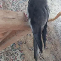 گمشده|حیوانات|مشهد, قائم|دیوار