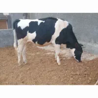 تلیسه اول شکم سیمنتال|حیوانات مزرعه|سرپل ذهاب, |دیوار