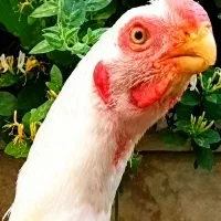 لاری ،اوشامو،هندی نوک طوطی دم طاووسی