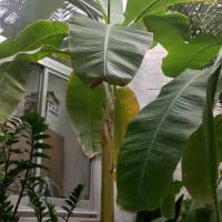 گل طبیعی دوتا درخت موز فاندانوس ونخل|گل و گیاه طبیعی|شاهرود, |دیوار