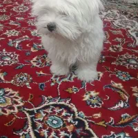 سگ مینیاتوری|سگ|مرند, |دیوار