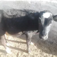 گوساله ماده نژاد جرسی|حیوانات مزرعه|مرودشت, ثبت احوال|دیوار