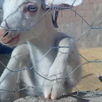 بزسانن بزغاله|حیوانات مزرعه|خواف, |دیوار