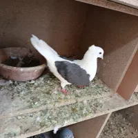 کفتر دوشان دوکت