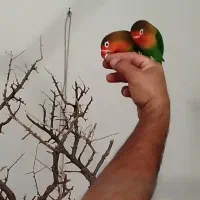 فروش 2جفت عروس هلندی مولد ویک جفت طوطی برزیلی مول|پرنده|دورود, |دیوار