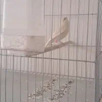 قناری ماده برونو تمیز و مرتب پاکسازی شده|پرنده|شیراز, تندگویان|دیوار