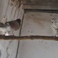 کبوتر|پرنده|بوئین زهرا, |دیوار