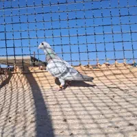 گرفتنی به شرط پرش|پرنده|سبزوار, غرب نیروگاه|دیوار