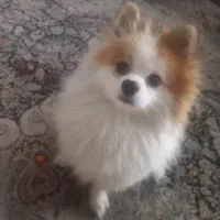 سگ پاور سفید