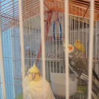 جفت عروس نر وماده|پرنده|تهران, باغ خزانه|دیوار