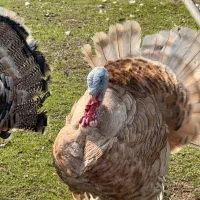 بوقلمون|حیوانات مزرعه|سنگر, |دیوار