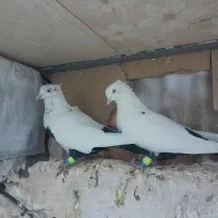 خواهشا عکس خوب نگاه کن پسند شد زنگ بزن .|پرنده|اقبالیه, |دیوار