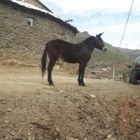 قاتر فروشی