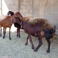 قزل افشار|حیوانات مزرعه|شوشتر, |دیوار