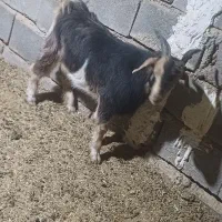 کهره نر|حیوانات مزرعه|شیراز, شاهچراغ|دیوار