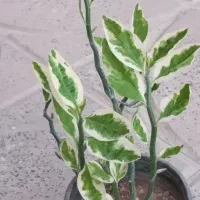 گل پدیلانتوس