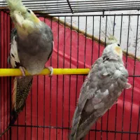 دوعدد طوطی یه میلیون دانه ای پانصد