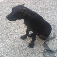 سگ پیت پول نر