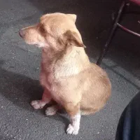 سگ پا کوتاه روباهی