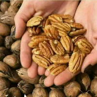 پیش فروش نهال گردو پکان تیپ۱|خدمات باغبانی و درختکاری|نهاوند, |دیوار