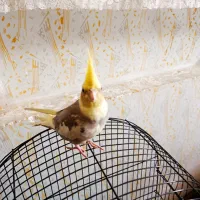 عروس هلندی جوجه 4ماه آماده یادگیری