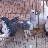 چهار تا کفتر شکار