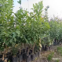 نهال مرکبات نارنگی، نارنگی ژاپنی،تامسون، خونی و.|خدمات باغبانی و درختکاری|ساری, |دیوار