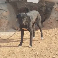 ماده سرابی ۱۲ ماه|سگ|باسمنج, |دیوار