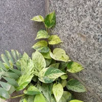 تعدادی گل آپارتمانی