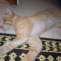 گربه پیدا شده