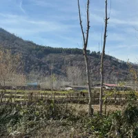 7-هزار-متر-شالیزار-سنتی-داخل-طرح