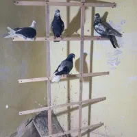 کفتر