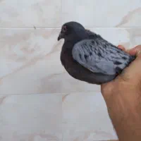 کفتر|پرنده|سملقان, |دیوار