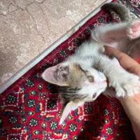 واگذاری گربه بازیگوش|گربه|بوکان, |دیوار