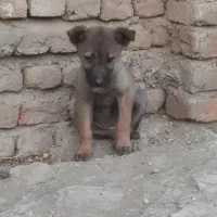 توله مالینویز ماده اصیل|سگ|تهران, امام زاده عبدالله|دیوار