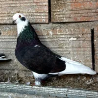 گمشده شازده