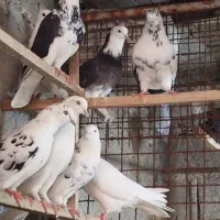 کفتر مایه عالی