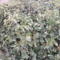 فروش-باغ