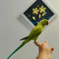 طوطی ملنگو