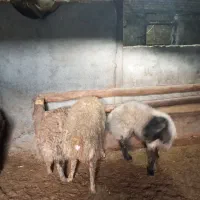 گوشت بره|حیوانات مزرعه|ساروق, |دیوار