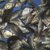 بچه ماهی کپور و آمور و غیره....|ماهی|اصفهان, الهیه|دیوار